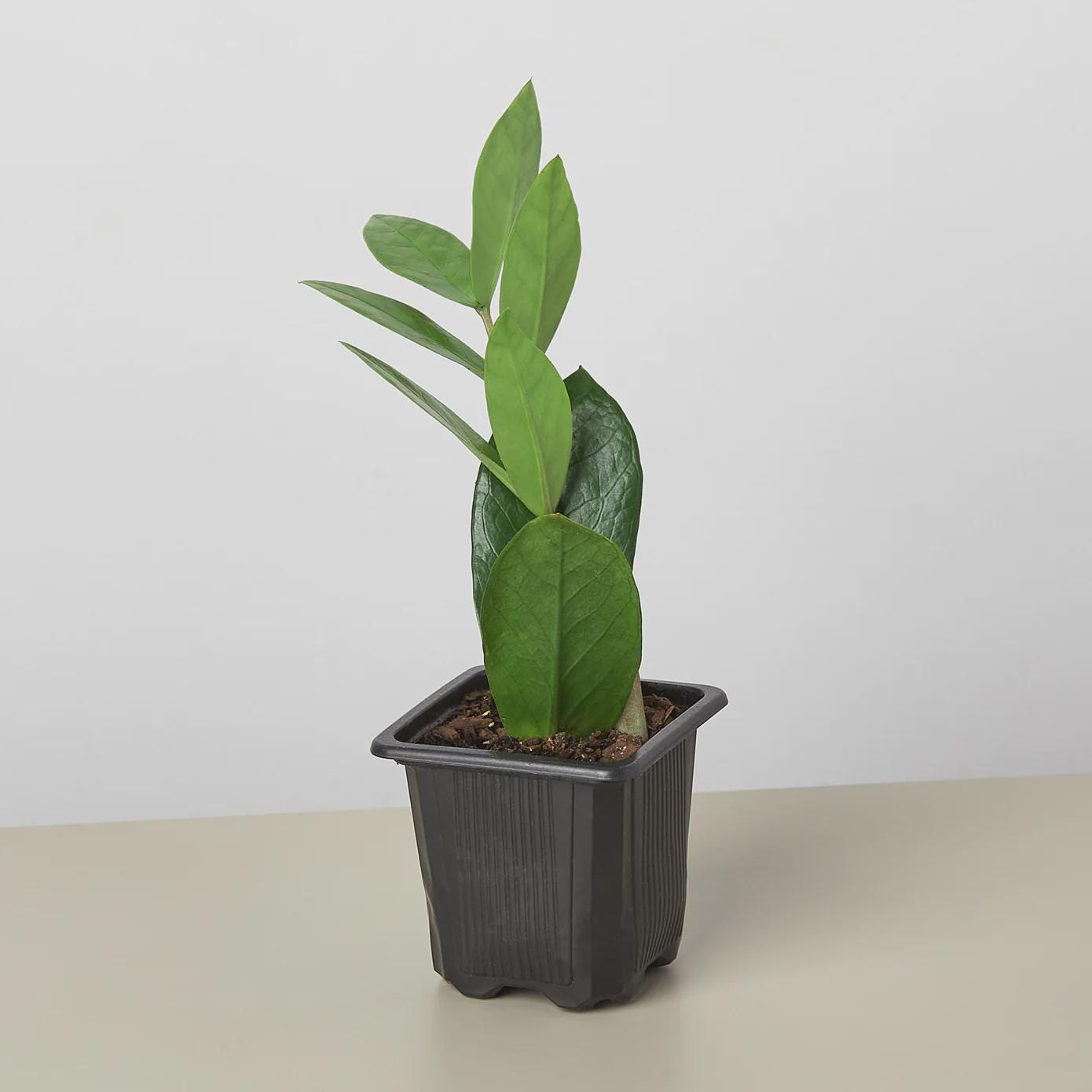 Zamioculcas Zamiifolia ZZ Indoor Plants 3" Pot / Nursery Pot Austin Jungle Co.
