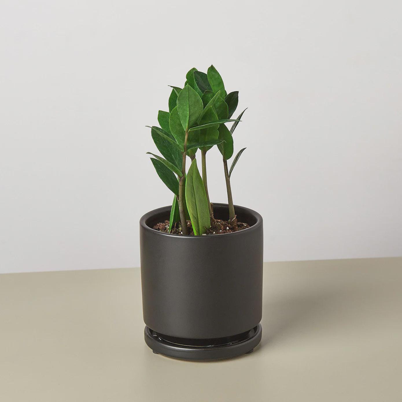 Zamioculcas Zamiifolia ZZ Indoor Plants 3" Pot / Nursery Pot Austin Jungle Co.