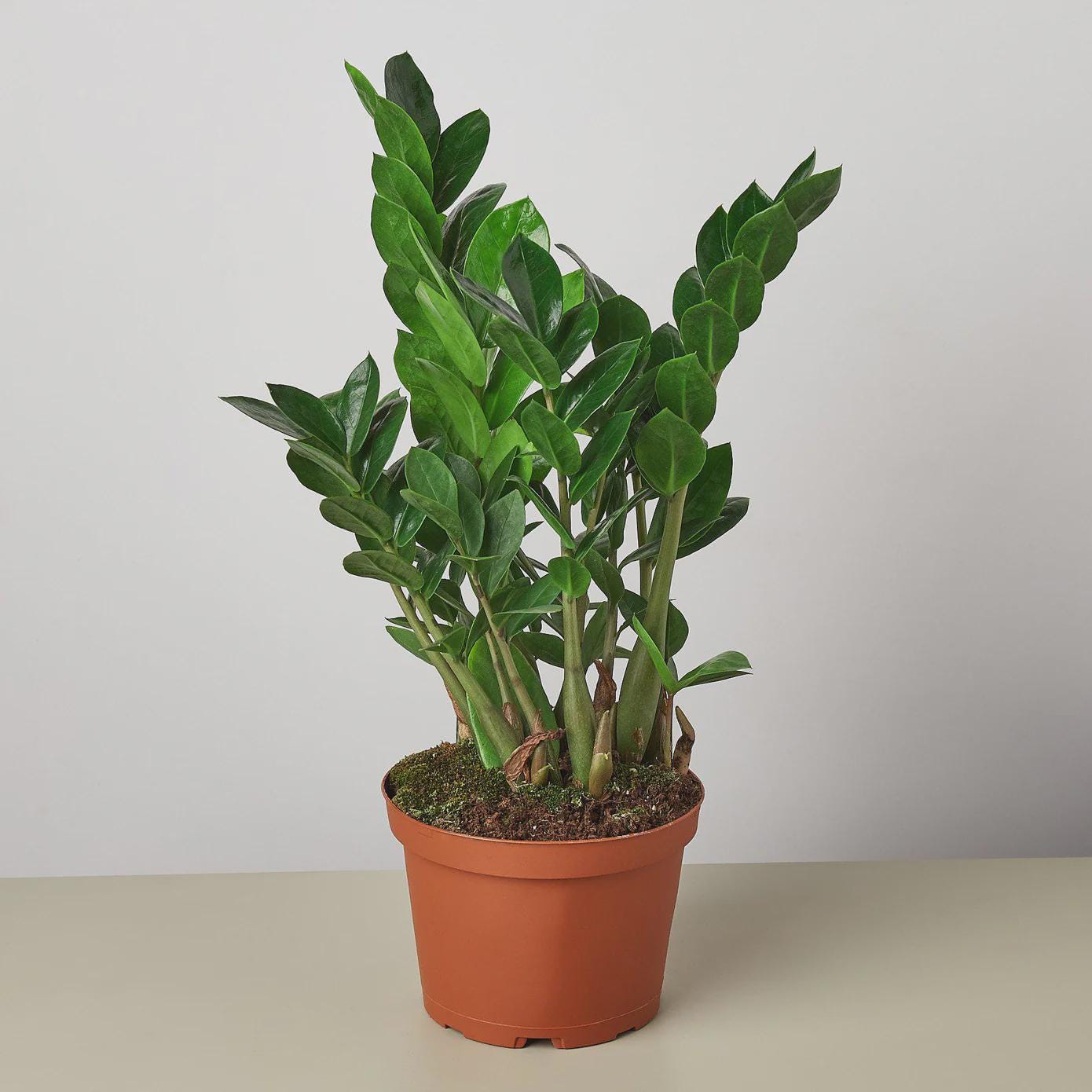 Zamioculcas Zamiifolia ZZ Indoor Plants 6" Pot / Nursery Pot Austin Jungle Co.
