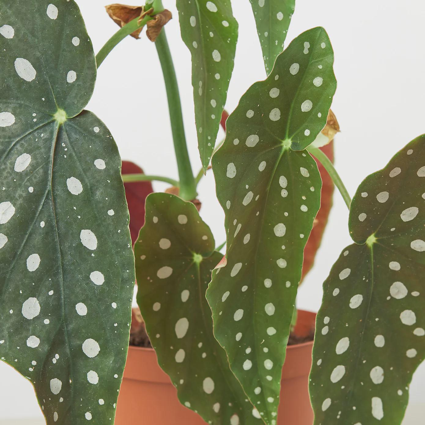 Begonia 'Maculata' 4" Plant (1pk/$2) ($6 Ship/15oz) 4" Pot Austin Jungle Co.