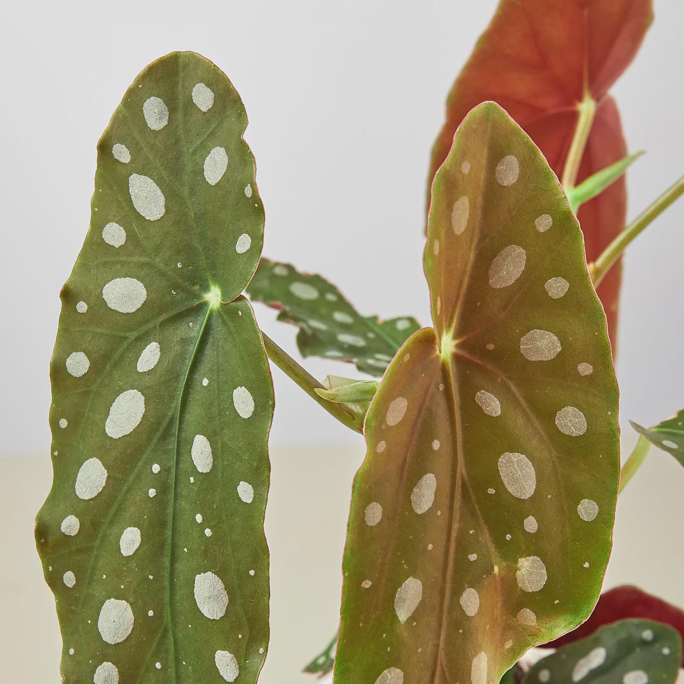 Begonia 'Maculata' 4" Plant (1pk/$2) ($6 Ship/15oz) 4" Pot Austin Jungle Co.
