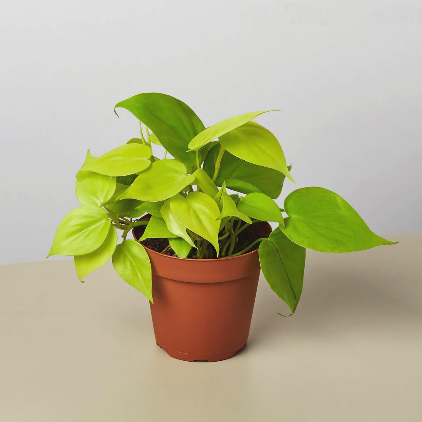 Philodendron 'Neon' 4" Plant 4" Pot Austin Jungle Co.