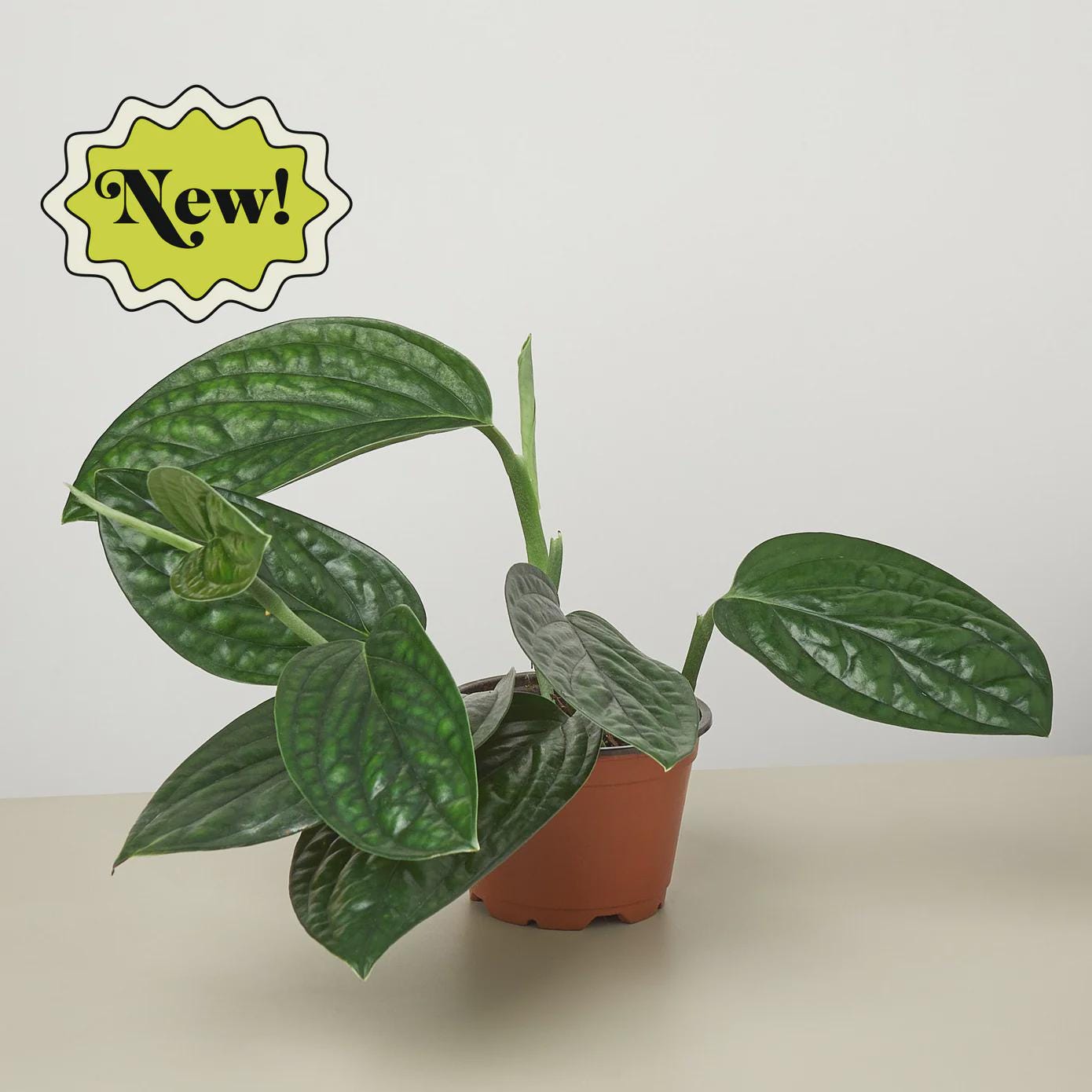 Monstera 'Peru' Indoor Plants 2" Pot Austin Jungle Co.