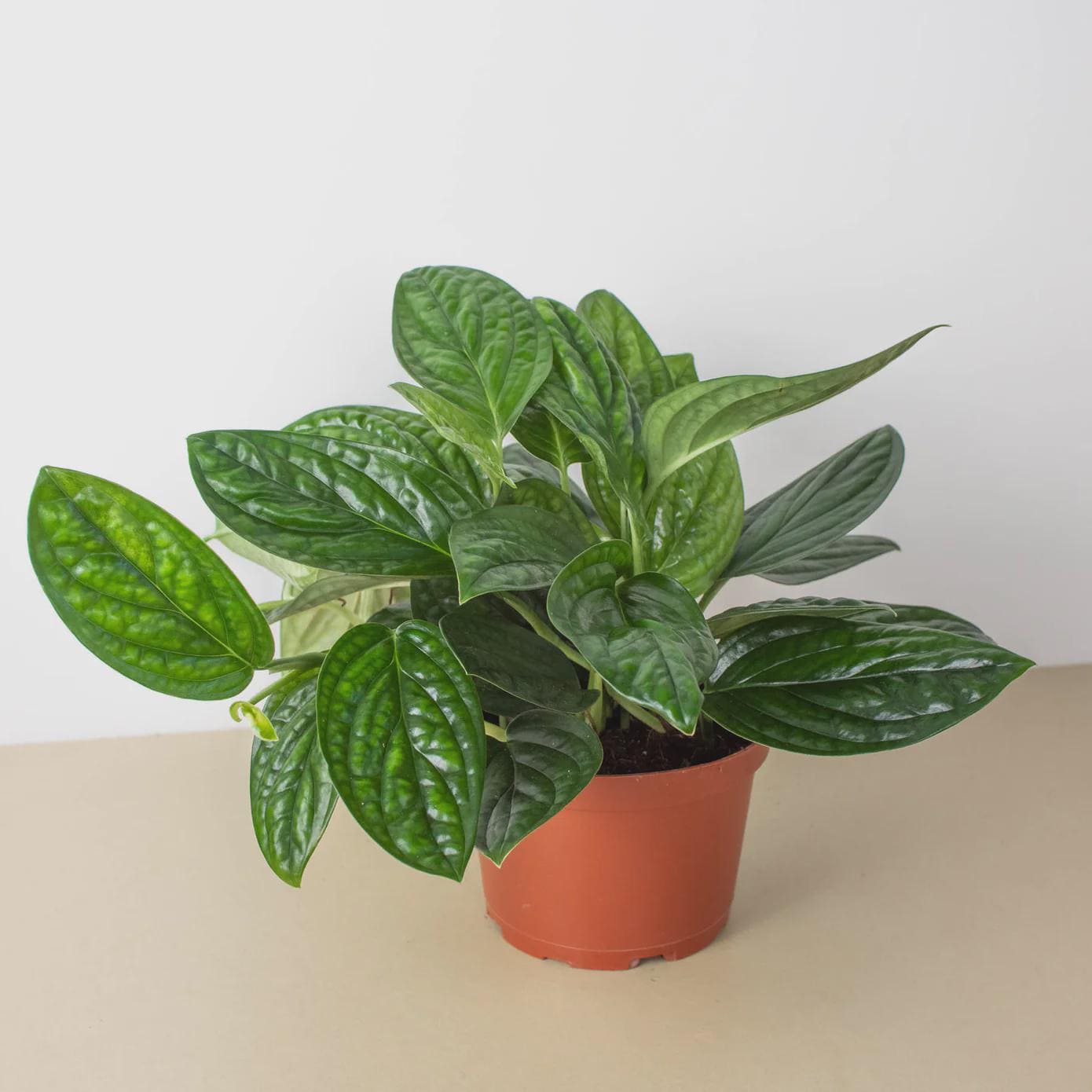 Monstera 'Peru' Indoor Plants 2" Pot Austin Jungle Co.