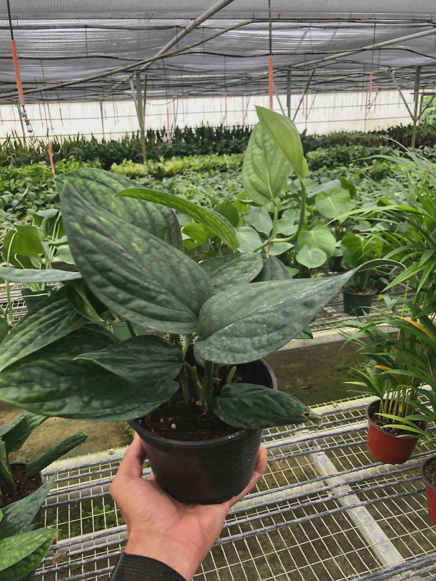 Monstera 'Peru' Indoor Plants 2" Pot Austin Jungle Co.