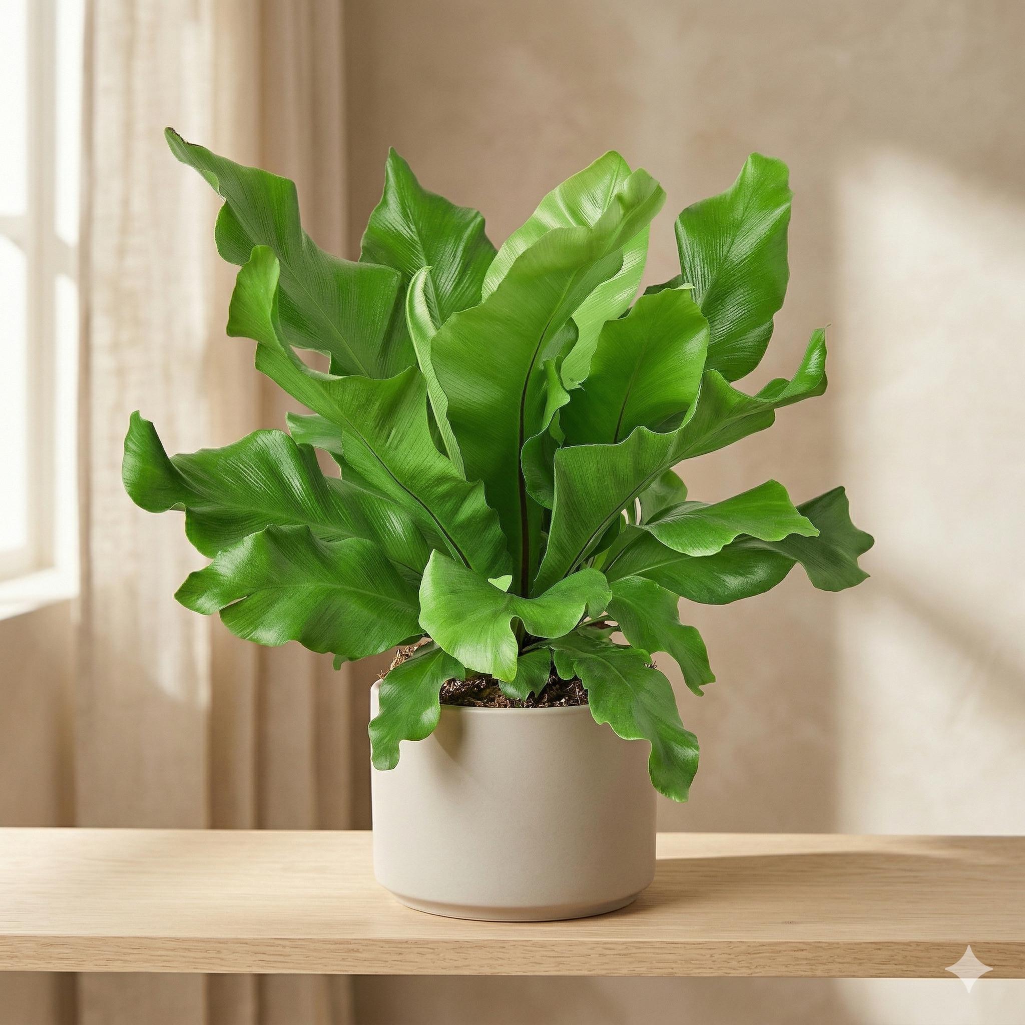 Bird's Nest 'Nidus' Fern Indoor Plants 4" Pot Austin Jungle Co.