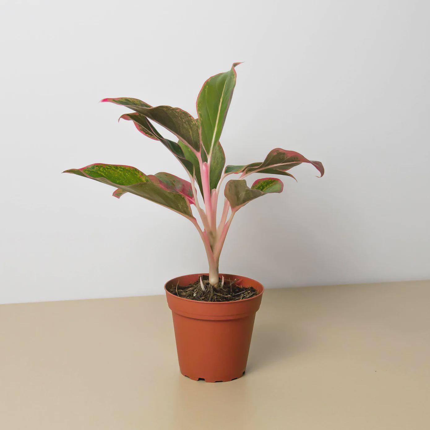Chinese Evergreen 'Red Siam' Indoor Plants 4" Pot Austin Jungle Co.