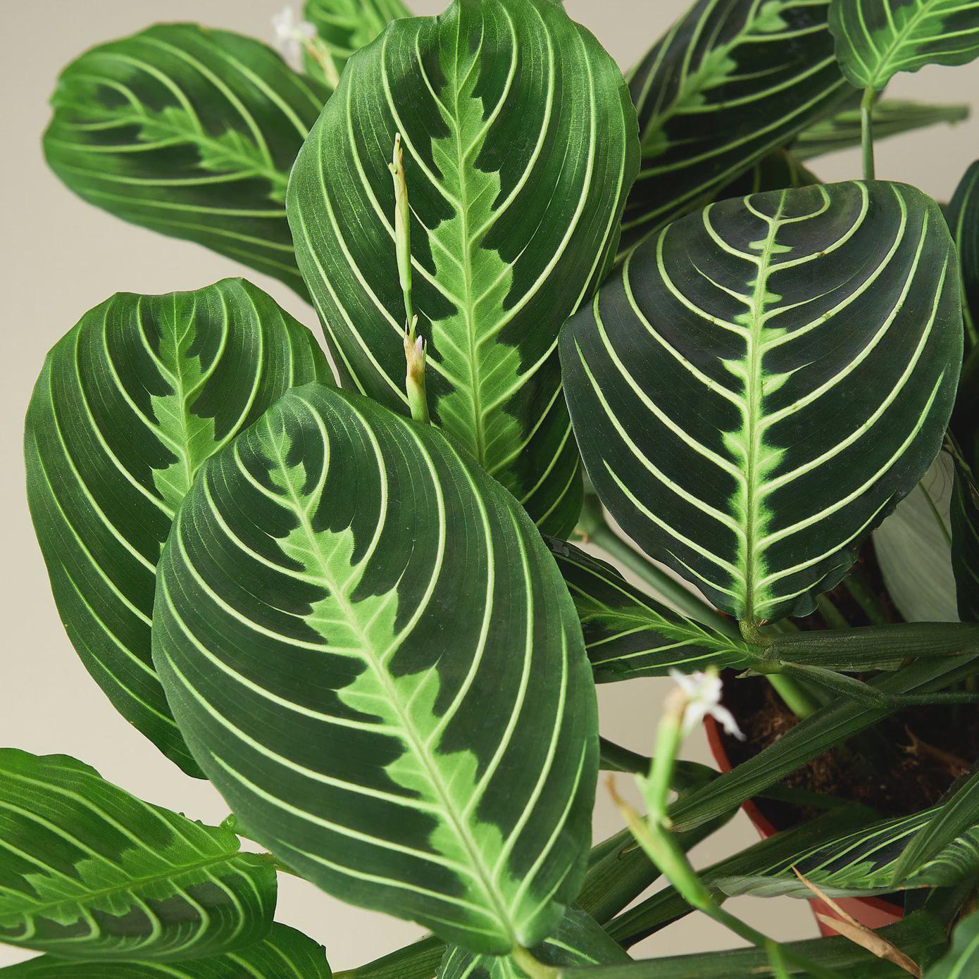 Maranta 'Lemon Lime' Default 4" Pot Austin Jungle Co.
