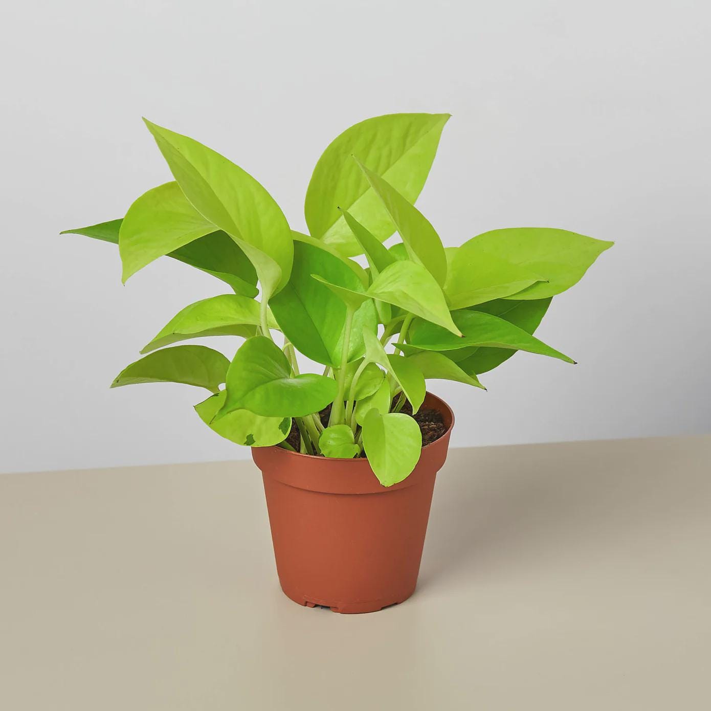 Pothos 'Neon' Indoor Plants 4" Pot / Nursery Austin Jungle Co.