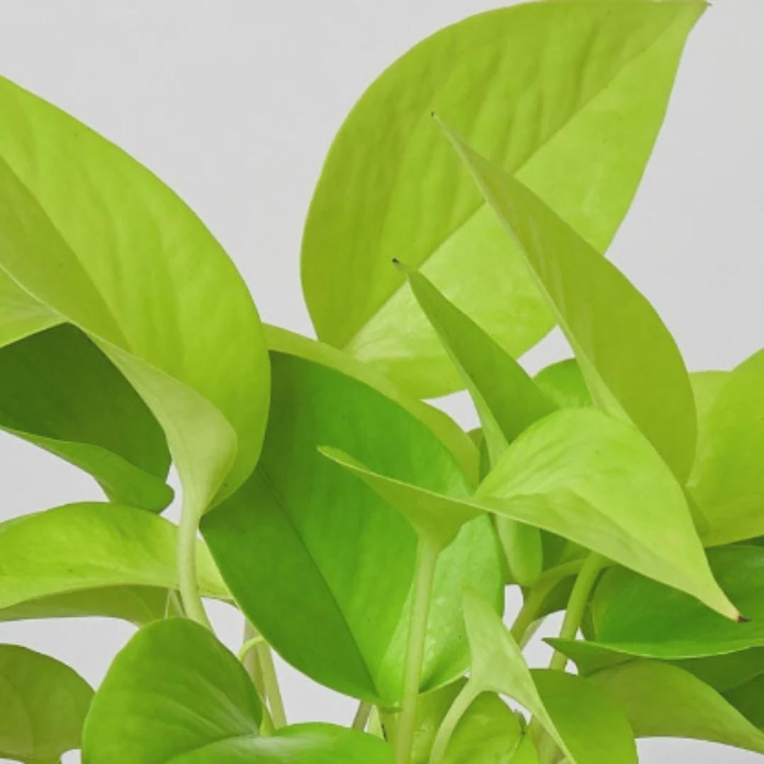Pothos 'Neon' Indoor Plants 3" Pot / Nursery Austin Jungle Co.