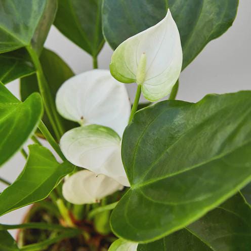 Anthurium 'White' Indoor Plants 4" Pot Austin Jungle Co.