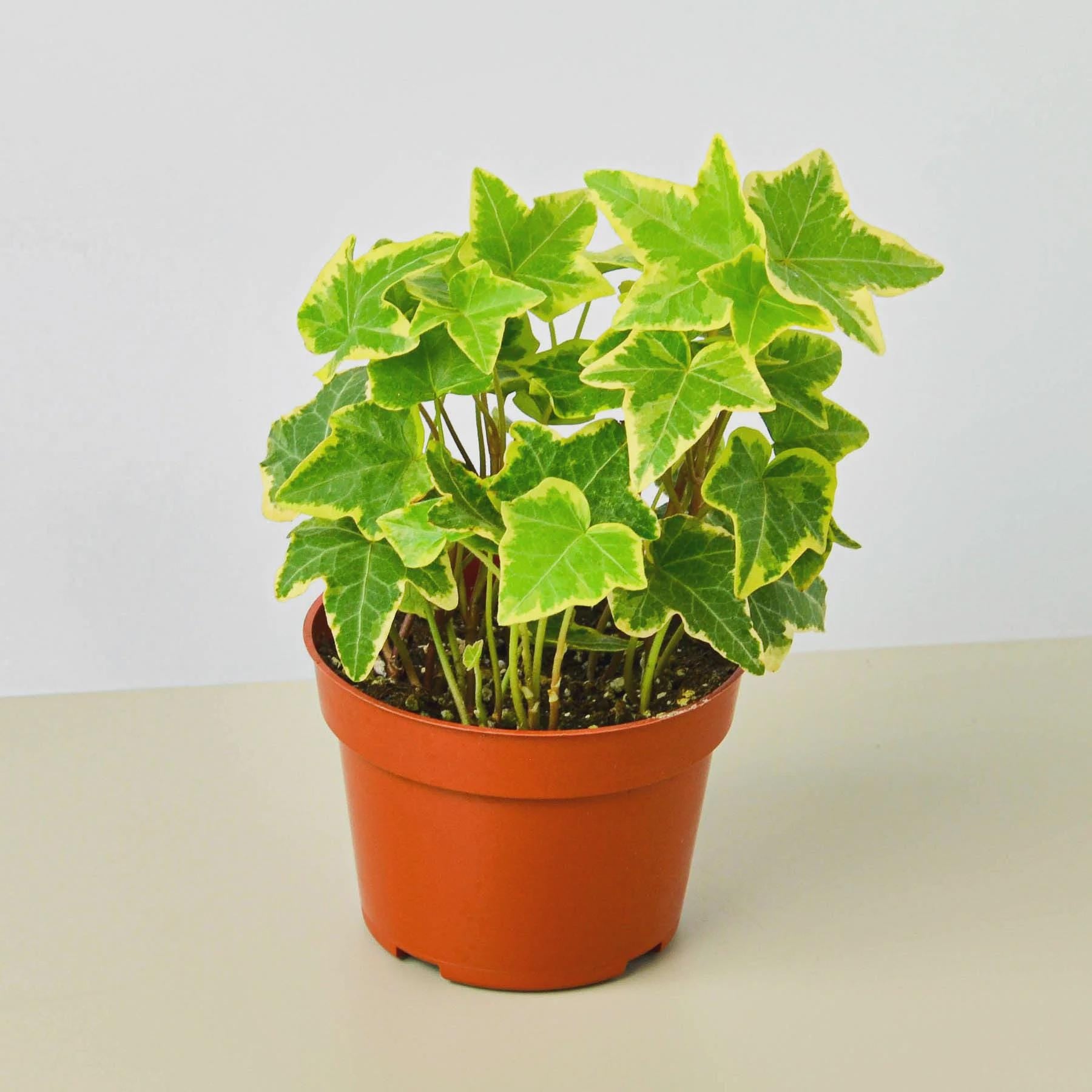 English Ivy Gold Child Default 3" Pot Austin Jungle Co.