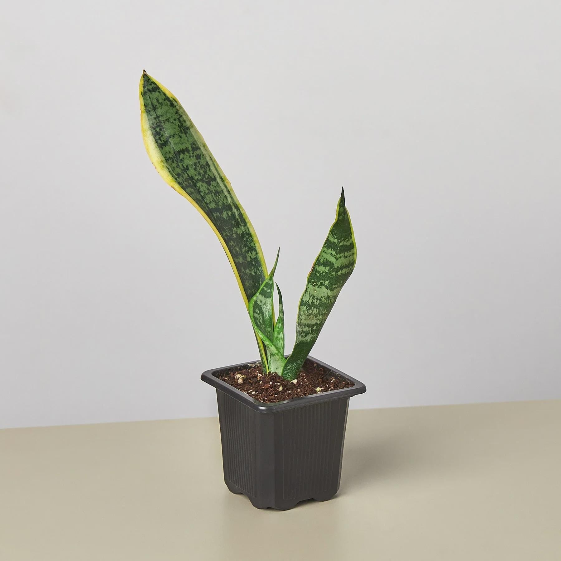 Snake Plant Laurentii 4" Plant 3" Pot / Nursery Pot Austin Jungle Co.