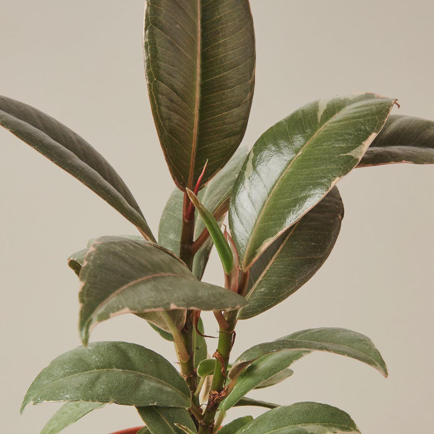 Ficus Elastica 'Tineke' Indoor Plants 3" Pot Austin Jungle Co.