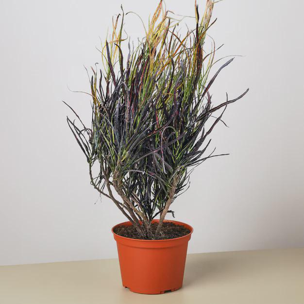 Croton 'Picasso'
