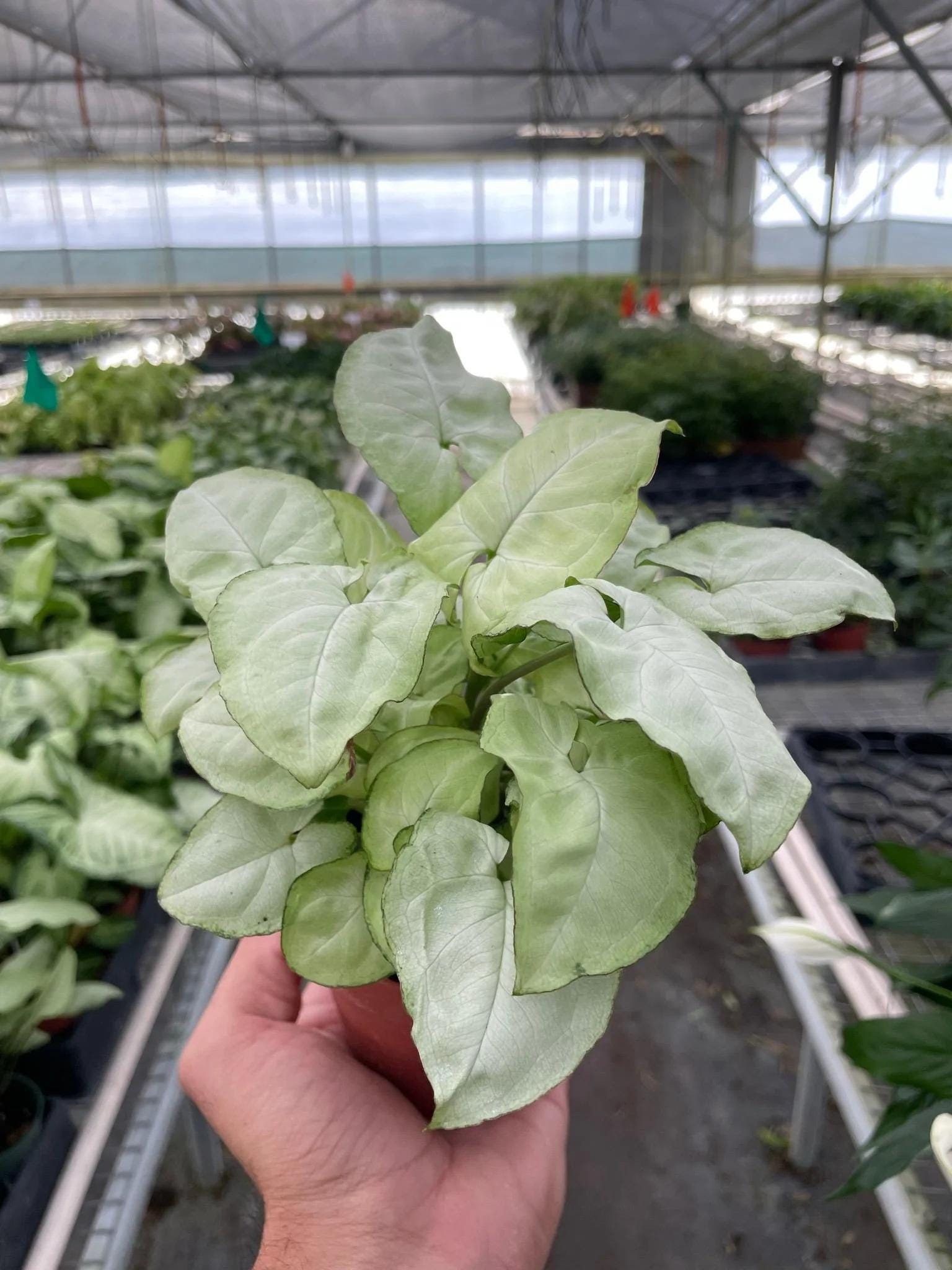 Syngonium 'Moonshine' 4" Plant 3" Pot Austin Jungle Co.
