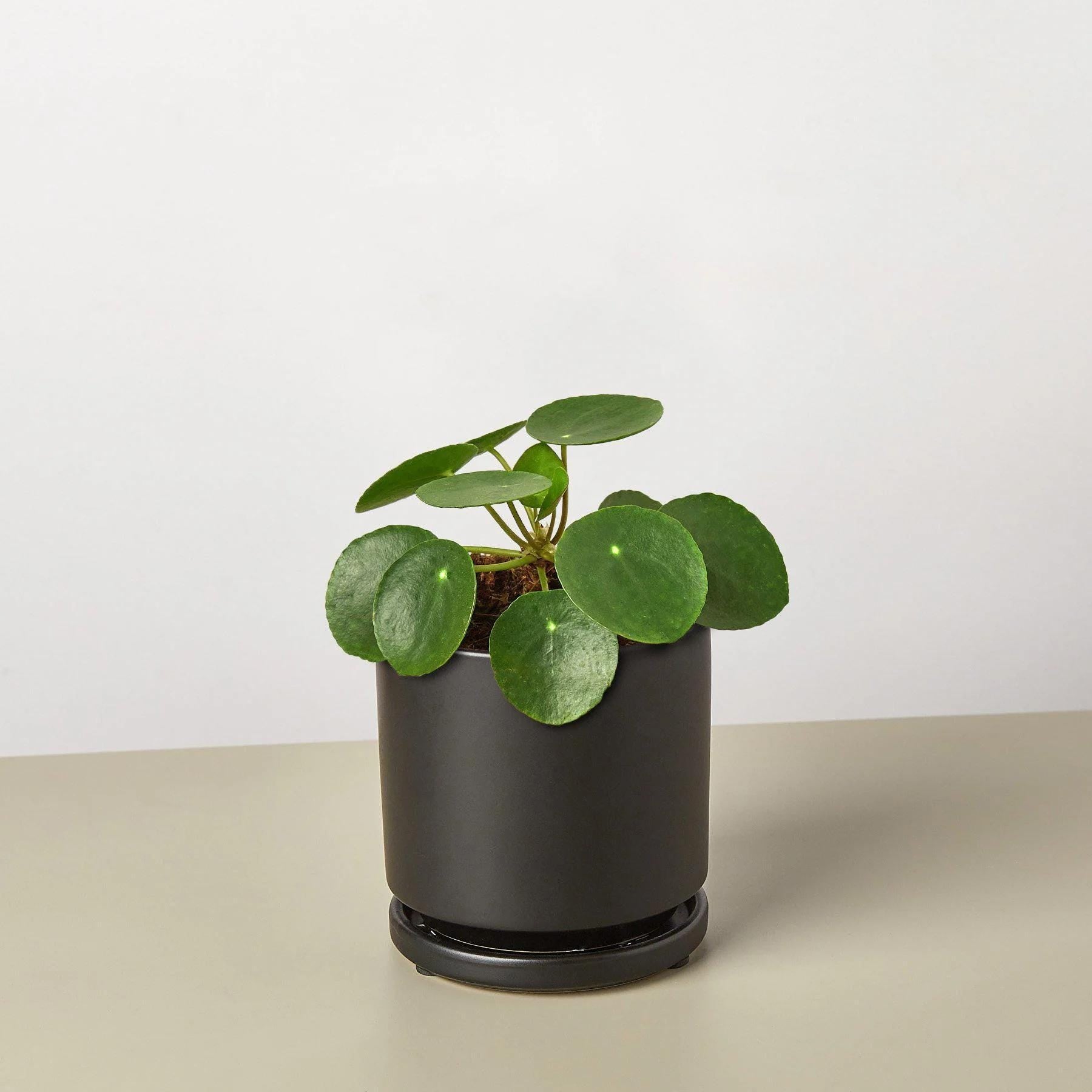 Pilea Peperomioides 'Chinese Money' Indoor Plants 3" Pot / Nursery Pot Austin Jungle Co.