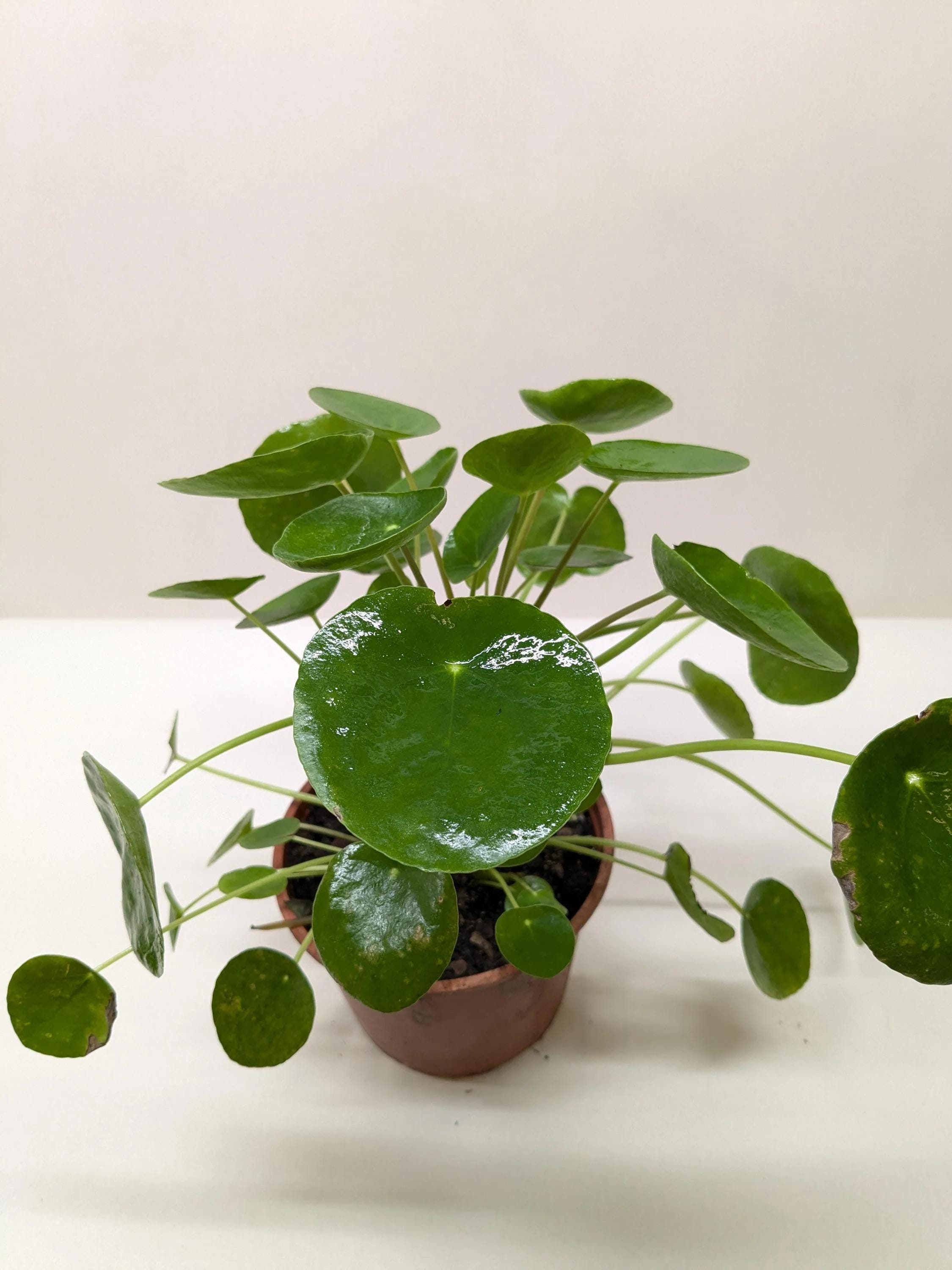 Pilea Peperomioides 'Chinese Money' Indoor Plants 6" Pot / Nursery Pot Austin Jungle Co.