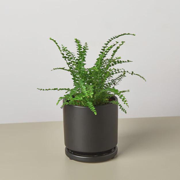 Fern 'Lemon Button' Indoor Plants 3" Pot / Nursery Pot Austin Jungle Co.