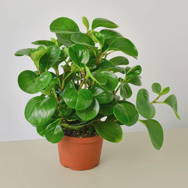 Peperomia Thailand Indoor Plants 6" Pot Austin Jungle Co.