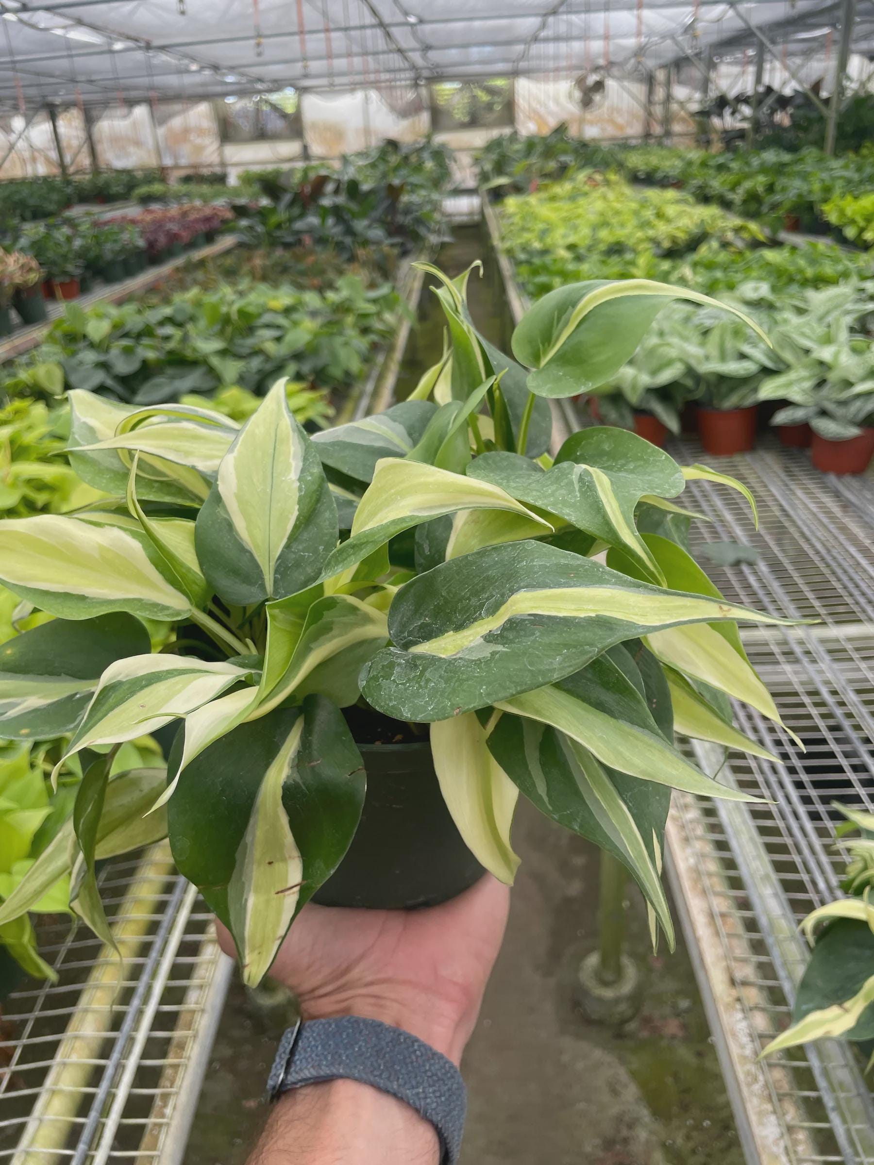 Philodendron 'Silver Stripe' Indoor Plants 4" Pot Austin Jungle Co.