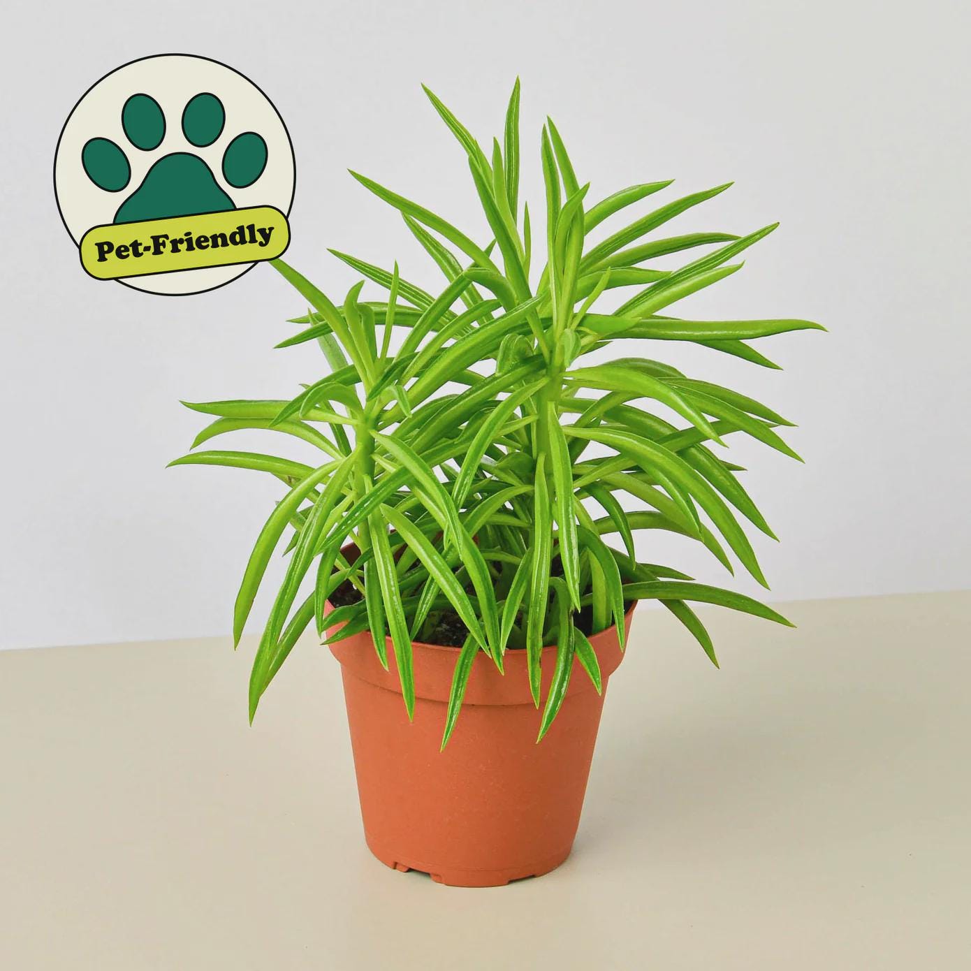 Peperomia 'Green Bean' Indoor Plants 4" Pot Austin Jungle Co.