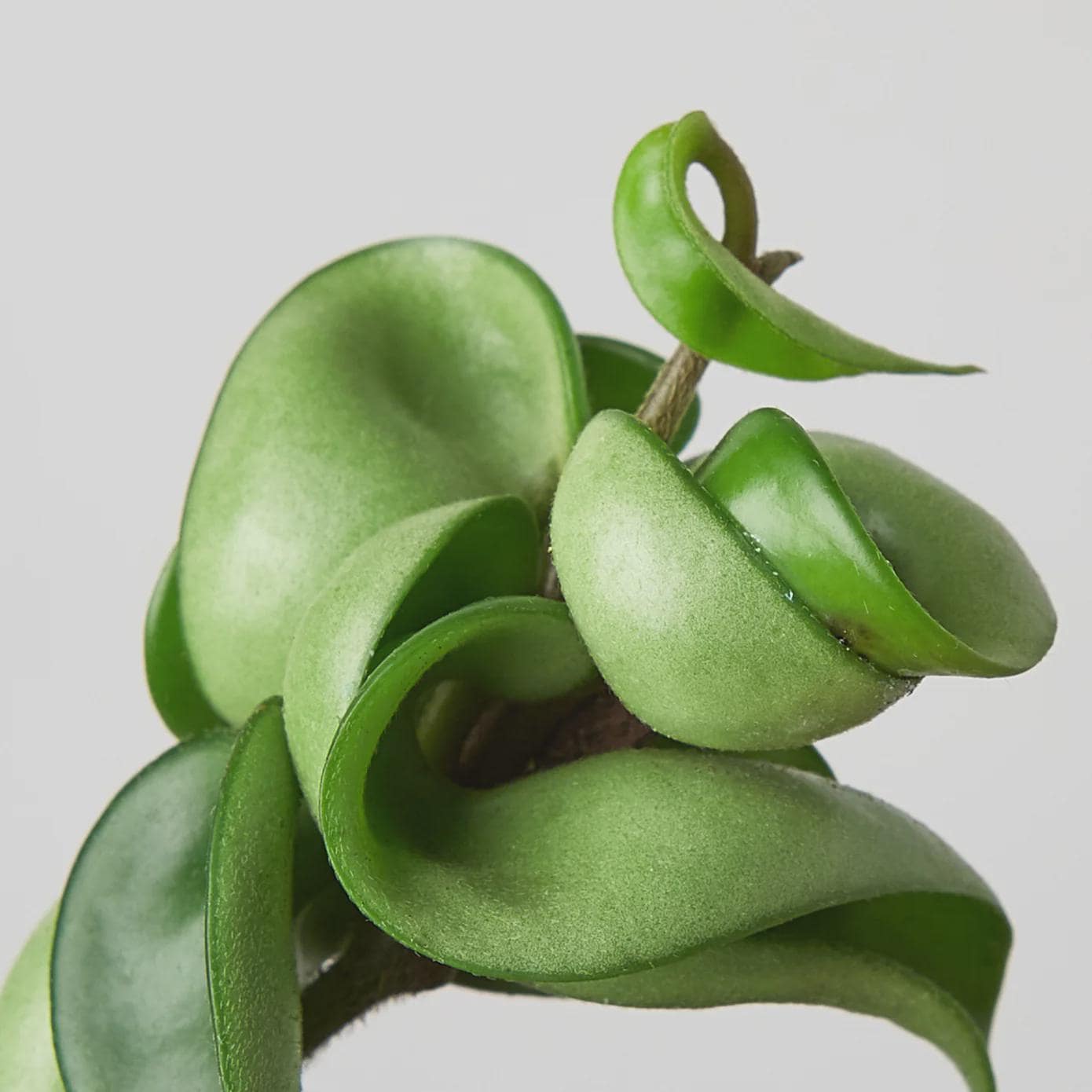 Hoya Rope Plant 4" Plant 3" Pot / Nursery Pot Austin Jungle Co.
