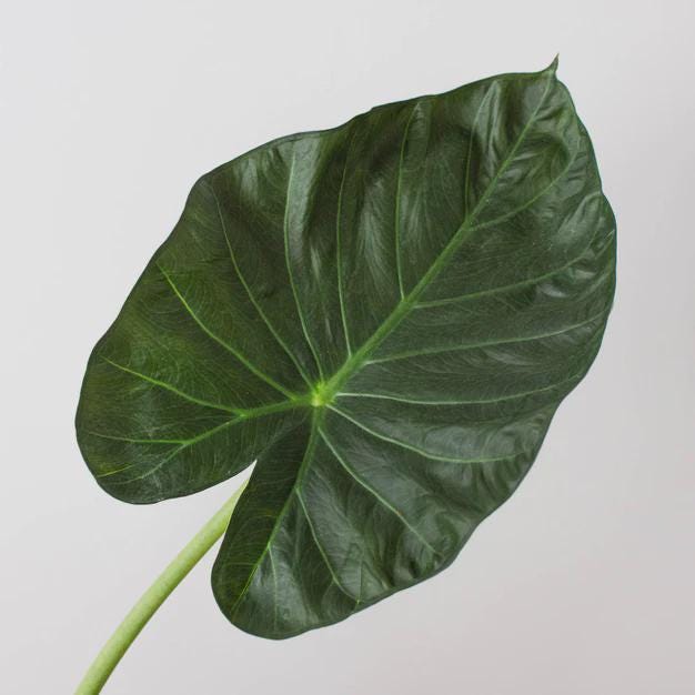 Alocasia 'Regal Shields' 4" Pot Austin Jungle Co.