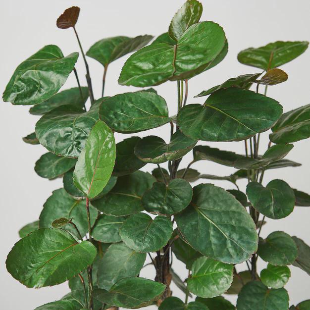 Aralia Fabian Stump 'Polyscias Scutellaria' Indoor Plants 4" Pot Austin Jungle Co.