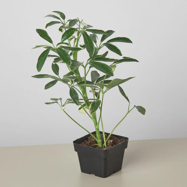 Schefflera Moondrop 'Umbrella Plant' 4" Pot Austin Jungle Co.