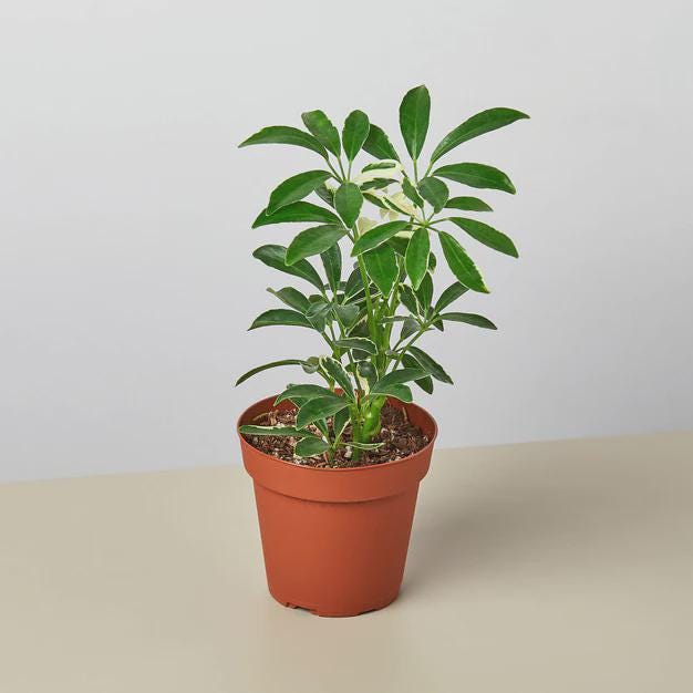 Schefflera Moondrop 'Umbrella Plant' 4" Pot Austin Jungle Co.
