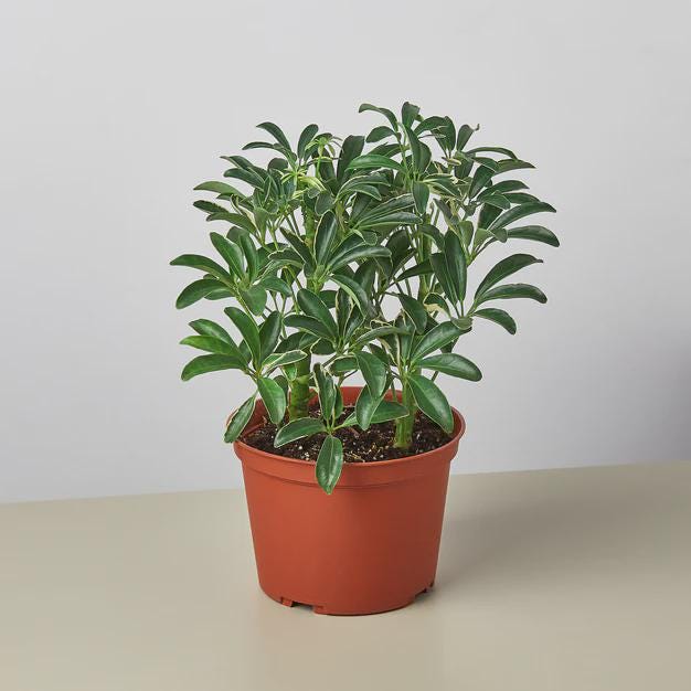 Schefflera Moondrop 'Umbrella Plant' 4" Pot Austin Jungle Co.