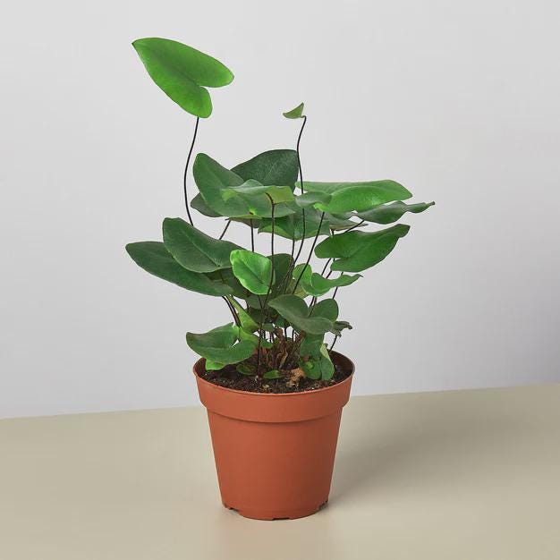 Fern 'Heart' 4" Plant 4" Pot Austin Jungle Co.