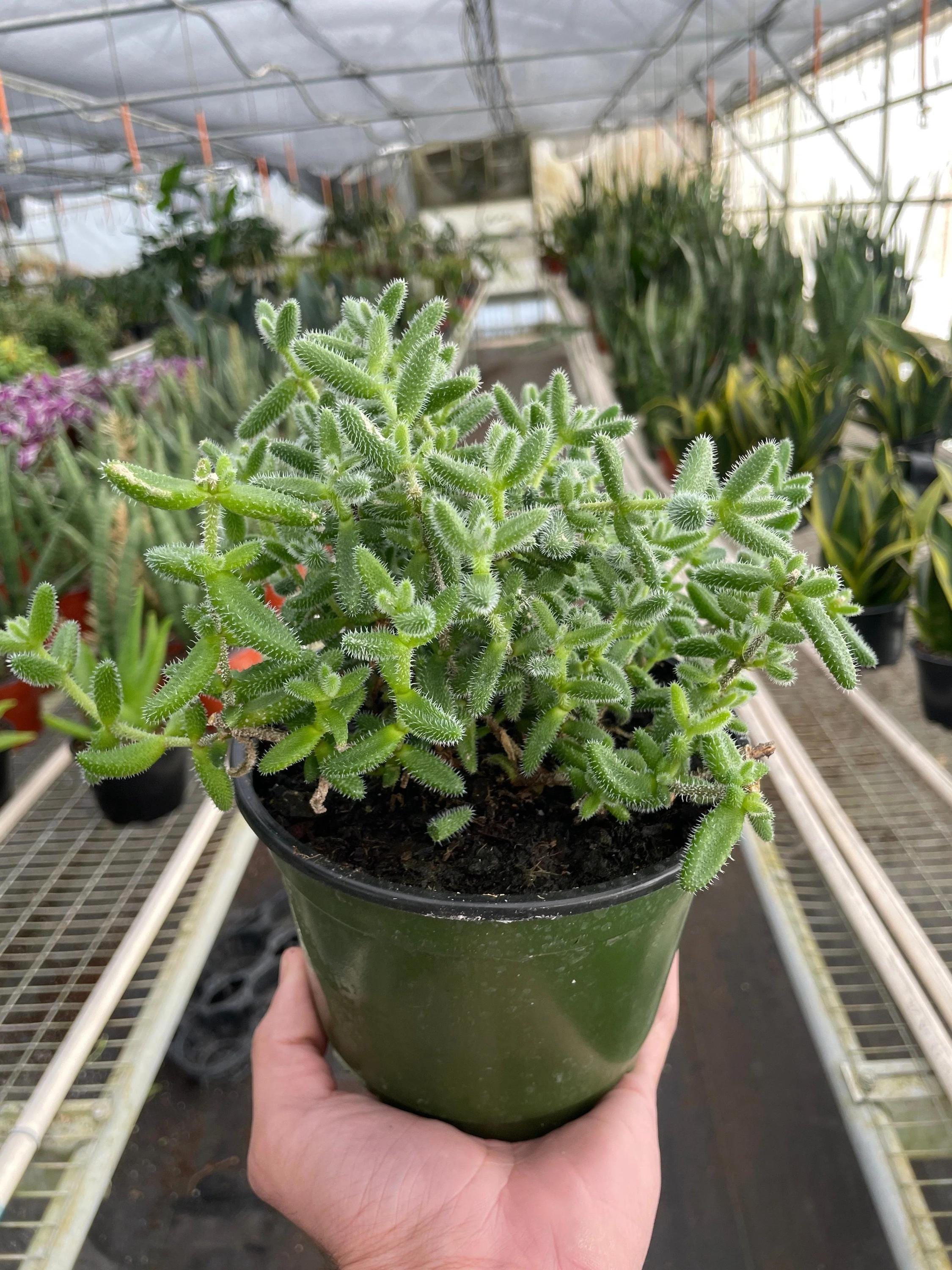 Delosperma echinatum 'Pickle Plant' 3" Pot Austin Jungle Co.