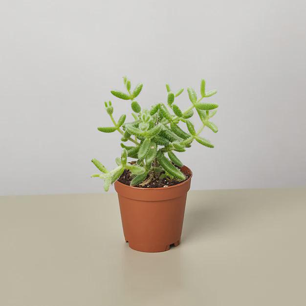 Delosperma echinatum 'Pickle Plant' 3" Pot Austin Jungle Co.