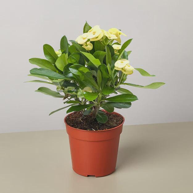 Crown of Thorns 6" Plant (2pk/$4.5) ($15 Ship/63oz) 4" Pot / Pink Austin Jungle Co.