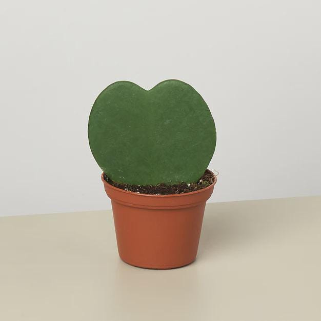 Hoya Sweetheart 4" Plant 3" Pot / Single Austin Jungle Co.