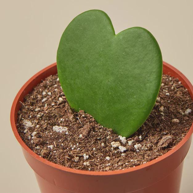 Hoya Sweetheart 4" Plant 3" Pot / Single Austin Jungle Co.