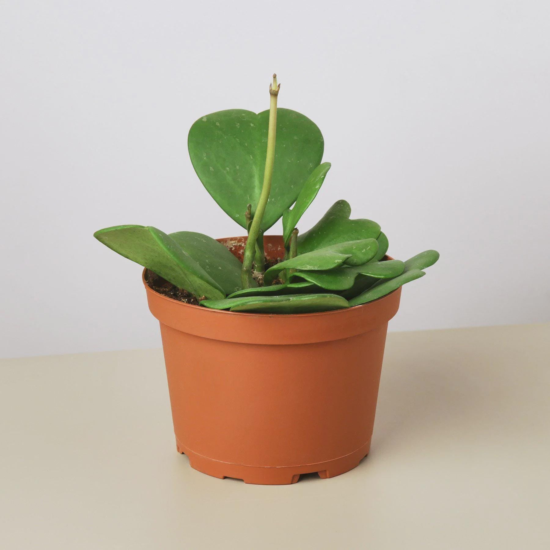 Hoya Sweetheart 4" Plant 3" Pot / Single Austin Jungle Co.