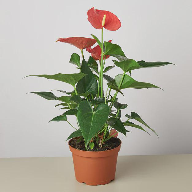Anthurium 'Pink' Indoor Plants 4" Pot Austin Jungle Co.