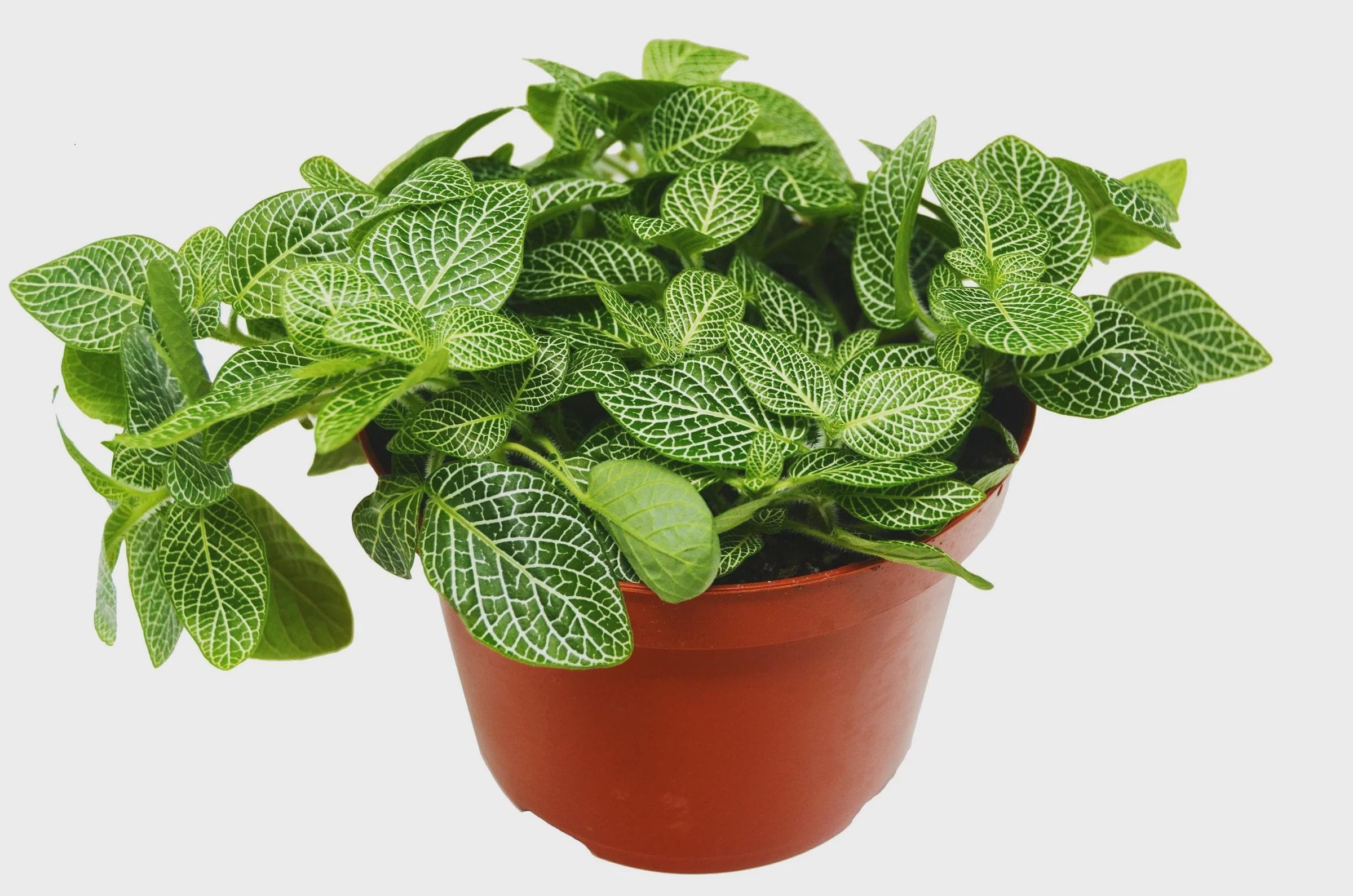 Fittonia 'White Nerve Plant' 4" Plant (1pk/$2) ($6 Ship/15oz) 3" Pot Austin Jungle Co.