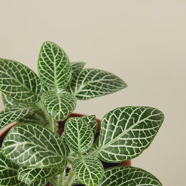 Fittonia 'White Nerve Plant' 4" Plant (1pk/$2) ($6 Ship/15oz) 3" Pot Austin Jungle Co.