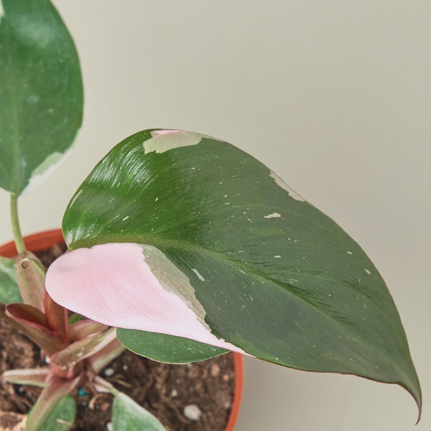 Philodendron 'Pink Princess' Indoor Plants 4" Pot / Nursery Pot Austin Jungle Co.