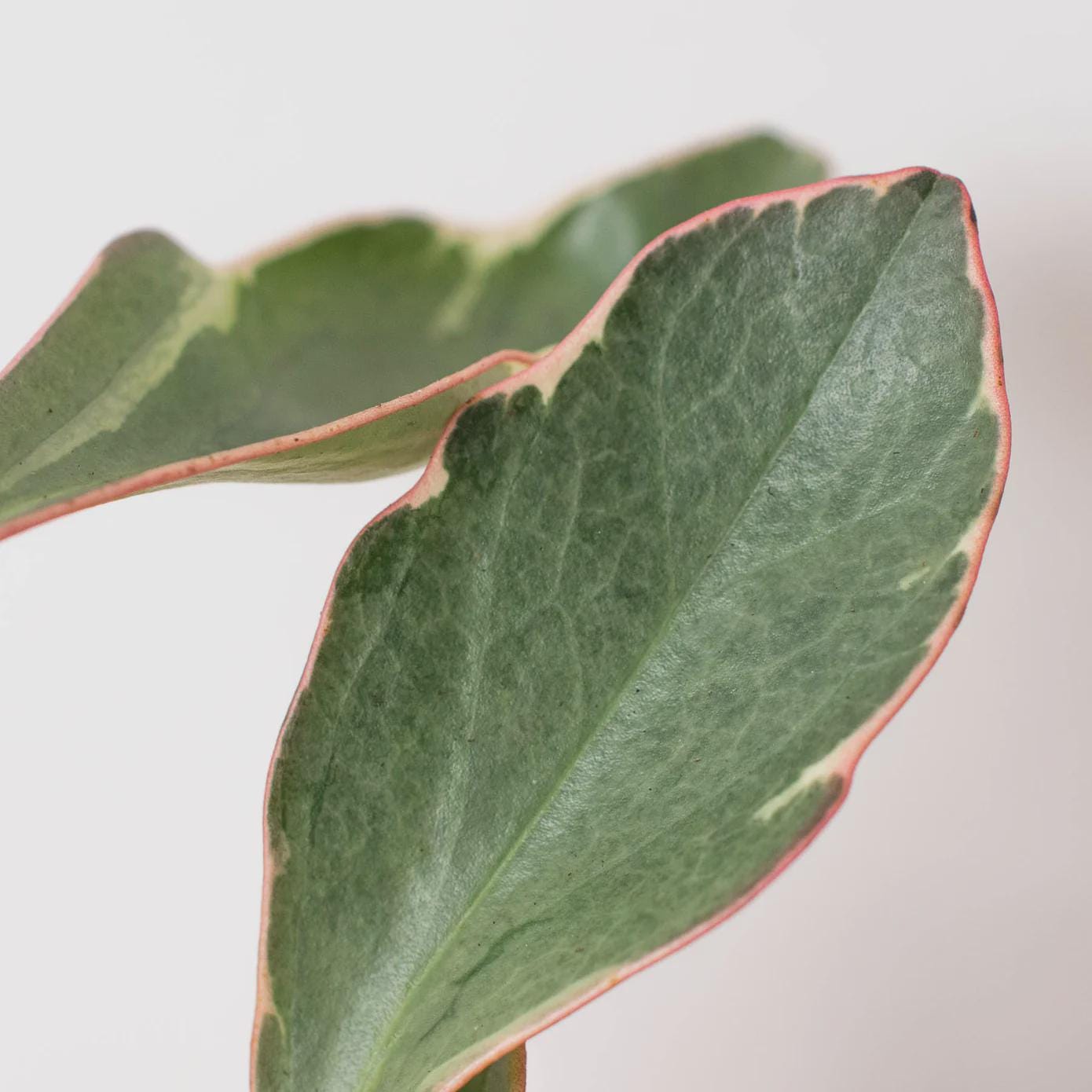 Peperomia 'Ginny' Indoor Plants 3" Pot Austin Jungle Co.