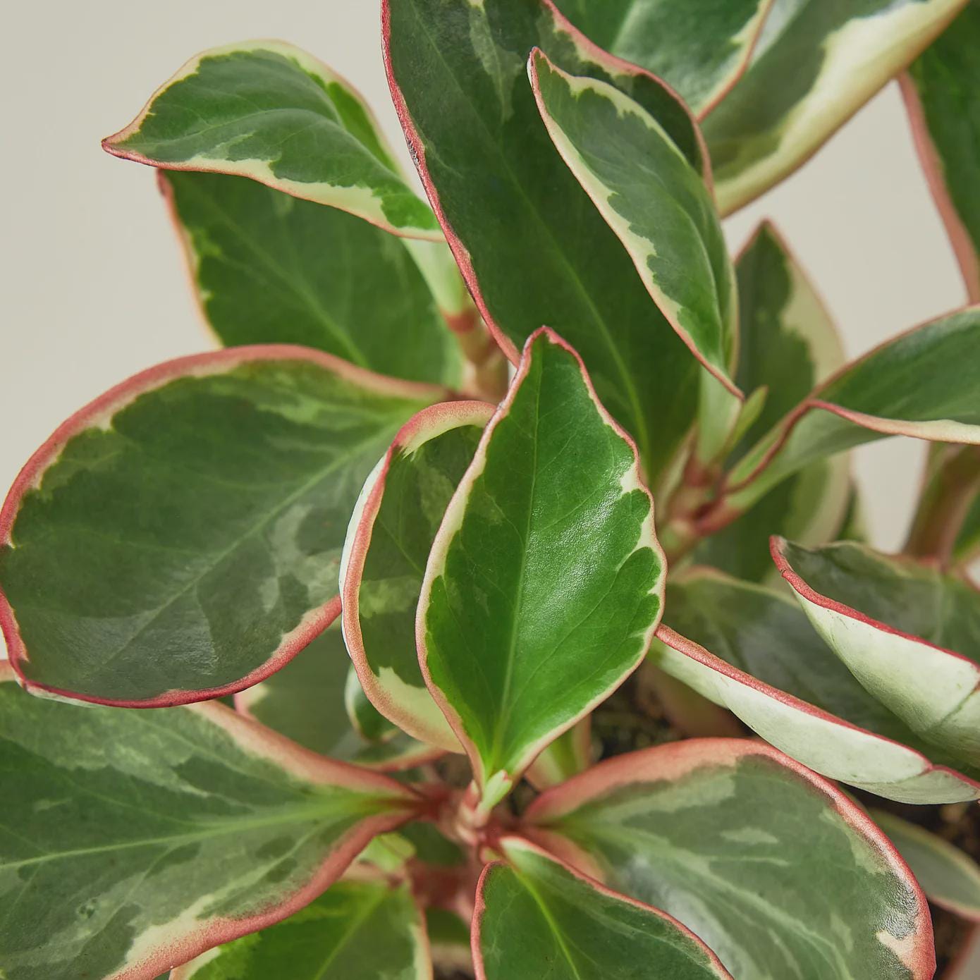 Peperomia 'Ginny' Indoor Plants 3" Pot Austin Jungle Co.