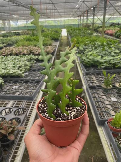 Epiphyllum 'Ric Rac' Cactus 3" Pot Austin Jungle Co.