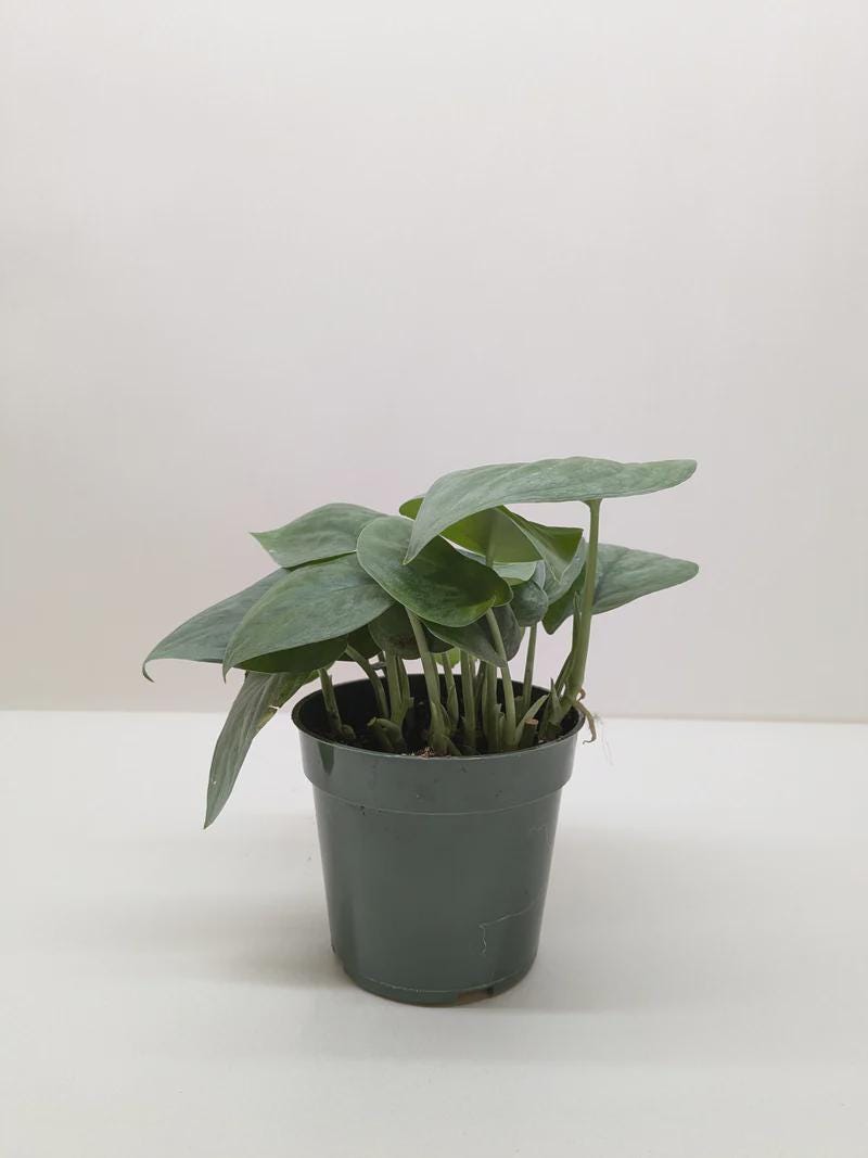 Scindapsus Platinum Java Indoor Plants 6" Pot Austin Jungle Co.
