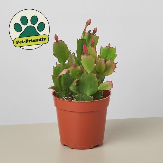 Zygocactus 'Christmas Cactus' 4" Pot / Red Austin Jungle Co.