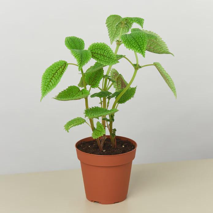 Pilea 'Moon Valley' - 4" Pot 4" Pot Austin Jungle Co.