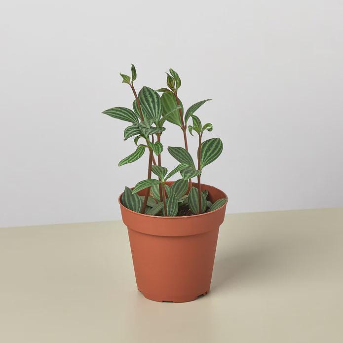 Peperomia 'Parallel' 3" Pot Austin Jungle Co.